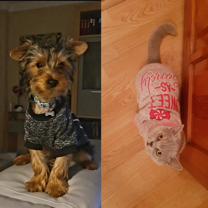 Winter Dog Hoodie – Cozy Small Dog Sweatshirt