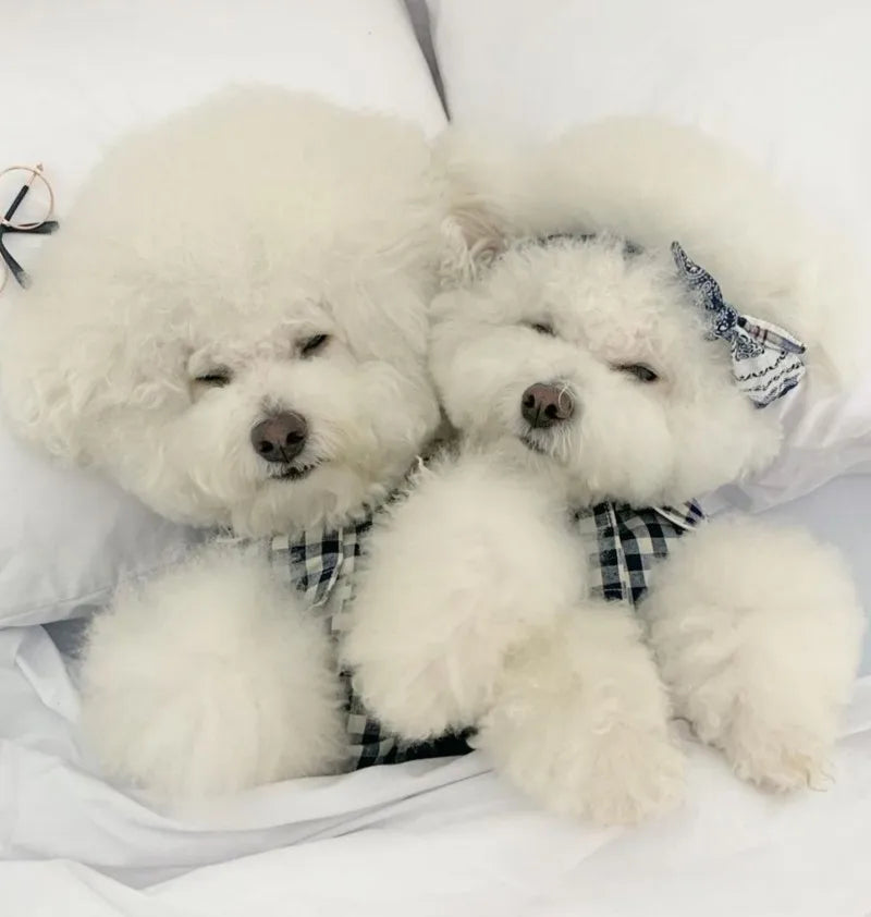 Plaid Dog Pajamas – Cute Summer Costume